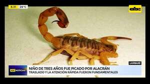 Video: Niño de tres años fue picado por alacrán amarillo en Lambaré - ABC Noticias - ABC Color