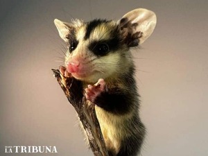 La ANDE culpa al Mykure por dejar a los luqueños sin luz este sábado