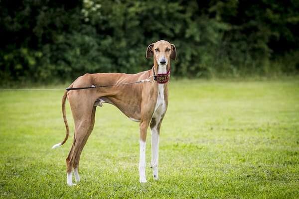 Perro Azawakh: un galgo africano extremadamente ágil y elegante - Mascotas - ABC Color