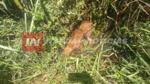 MUJER HABRÍA ASESINADO A SU PERRO CON UN MACHETE EN TRINIDAD 
