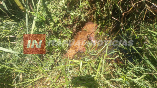 MUJER HABRÍA ASESINADO A SU PERRO CON UN MACHETE EN TRINIDAD