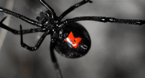 Araña viuda negra: estos son algunos remedios caseros para ahuyentarla de tu casa