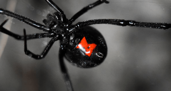 Araña viuda negra: estos son algunos remedios caseros para ahuyentarla de tu casa