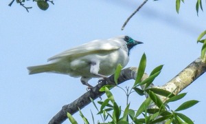 Tesoro alado de la naturaleza: el pájaro campana
