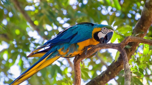 Maltrato animal: Hombre dispara a guacamayo en peligro de extinción