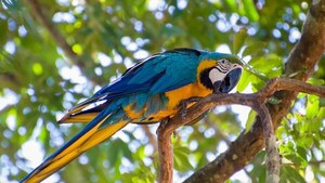Un guacamayo fue herido con un disparo y auxiliado por los vecinos de la localidad de Bella Vista, en el Departamento de Itapúa