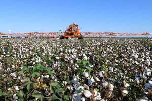 Desmote y comercialización, los eslabones a mejorar para hacer del algodón un buen negocio