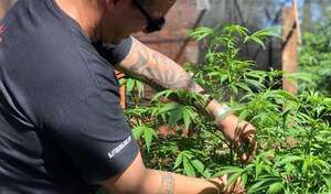 Resurge el debate para ampliar el marco legal del cannabis industrial: ¿de qué trata el proyecto? - Economía - ABC Color
