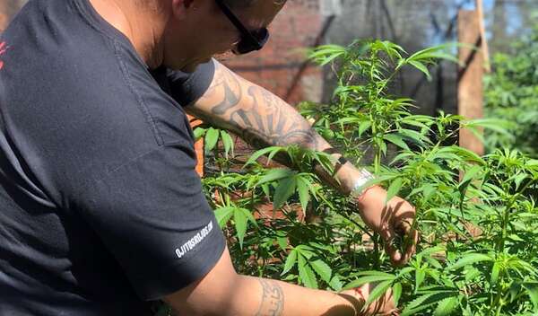 Resurge el debate para ampliar el marco legal del cannabis industrial: ¿de qué trata el proyecto? - Economía - ABC Color