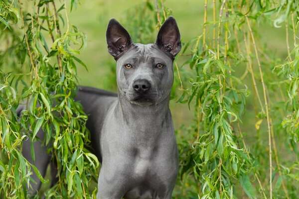 Thai Ridgeback: un perro de Tailandia,con una cresta de pelo en la espalda - Mascotas - ABC Color