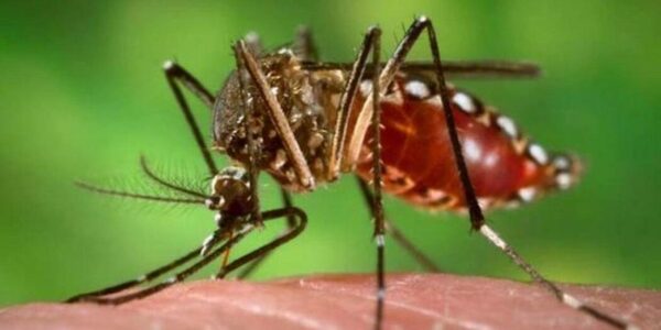 Dengue: 900 notificaciones semanales y riesgo de nueva variante