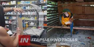 GUACAMAYO HERIDO EN BELLA VISTA SE RECUPERA FAVORABLEMENTE 