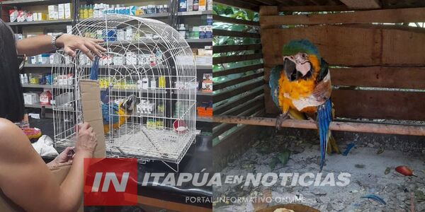 GUACAMAYO HERIDO EN BELLA VISTA SE RECUPERA FAVORABLEMENTE