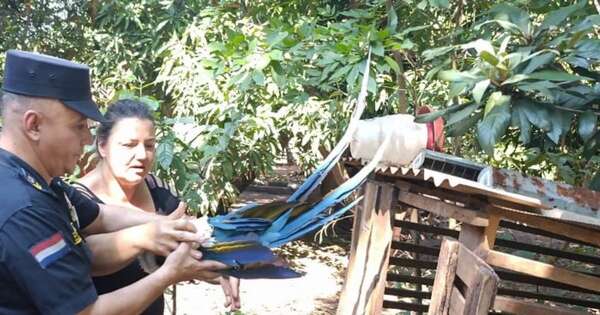 La Nación / Autoridades intervienen y rescatan guacamayo herido en Bella Vista