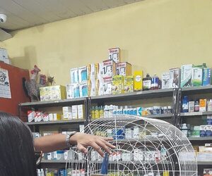 (Video) Guacamayo herido en Itapúa ya fue rescatado
