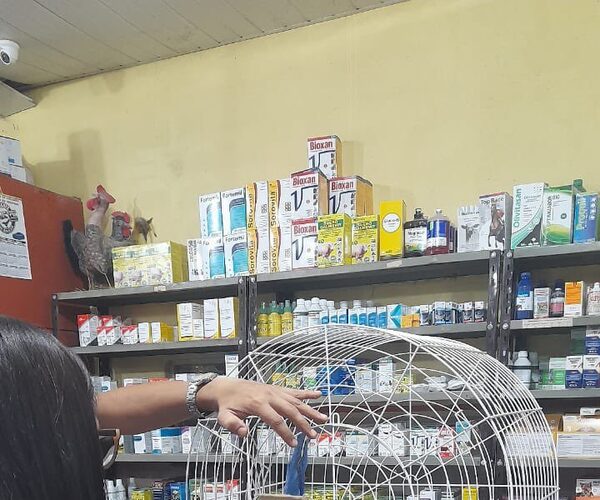 (Video) Guacamayo herido en Itapúa ya fue rescatado