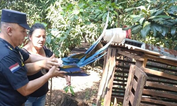 Rescatan a guacamayo herido al que dispararon en Itapúa