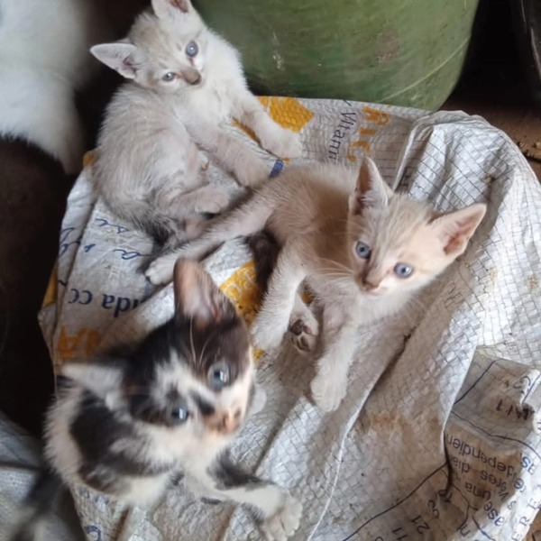 Invasión de gatos en Concepción: Pro Animal ya no da abasto en el refugio