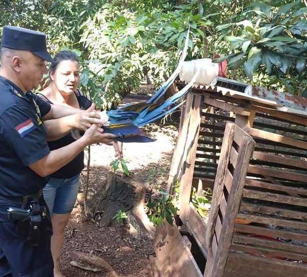 Video: hieren a guacamayo amarillo y se abre investigación contra responsable - Policiales - ABC Color