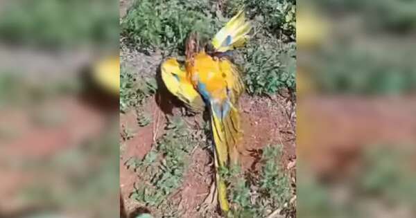Diario HOY | Repudiable maltrato animal: disparan a guacamayo en peligro de extinción