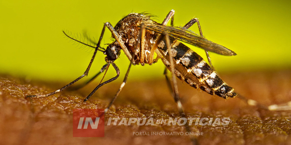 PARAGUAY REGISTRA UNAS 900 NOTIFICACIONES DE DENGUE POR SEMANA