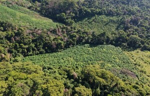 Anulan 45 toneladas de marihuana en Amambay y causan pérdida superior a USD 1.350.000 - .::Agencia IP::.