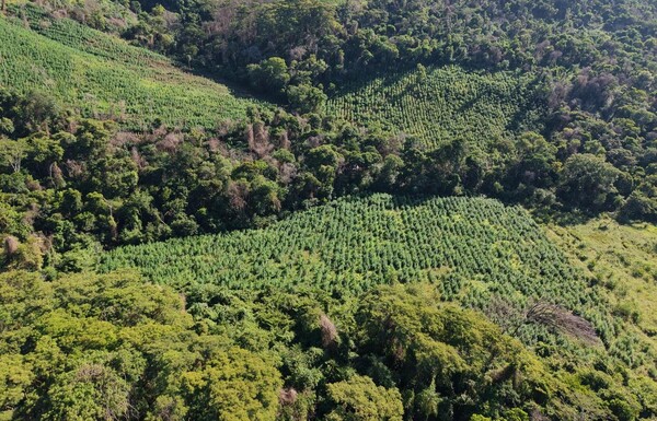 Anulan 45 toneladas de marihuana en Amambay y causan pérdida superior a USD 1.350.000 - .::Agencia IP::.