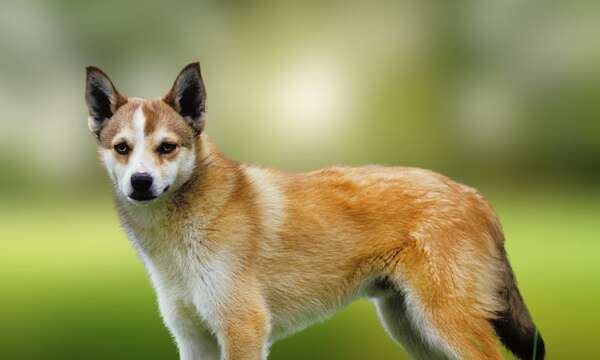 El perro Norwegian Lundehund: ¿realmente tiene seis dedos en cada pata? - Mascotas - ABC Color