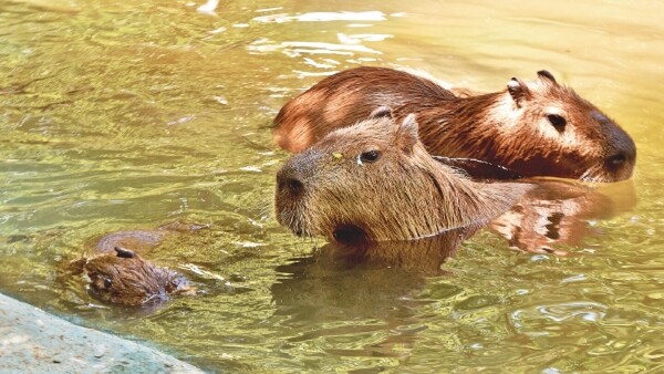 Capibaras bebés, atracción del Zoo de Asunción