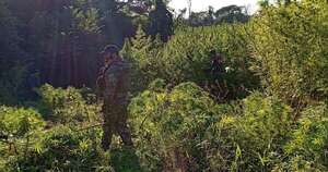 Diario HOY | Eliminan 45 toneladas de marihuana en Amambay
