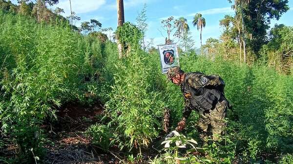 AUDIO: Operativo antinarcóticos destruye plantaciones de marihuana y busca a integrantes del clan Díaz en Tavaí - A La Gran 7-30 - ABC Color