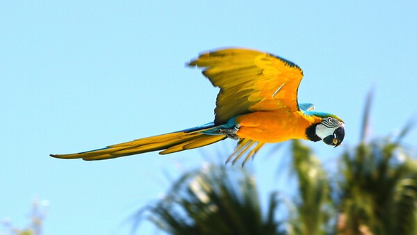 Guacamayo herido se recupera y se prevé traslado a la reserva de Itaipú
