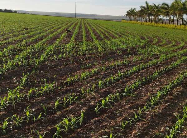 ¿El sorgo gana terreno frente al maíz zafriña? Productores buscan alternativas más rentables - Economía - ABC Color
