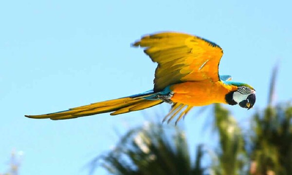 Guacamayo herido se recupera y se prevé traslado a la reserva de Itaipú – Prensa 5
