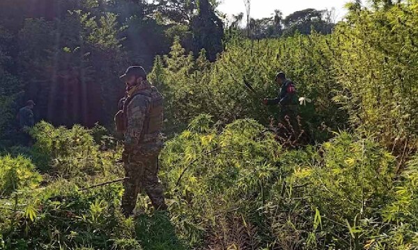 Eliminan 45 toneladas de marihuana en Amambay – Prensa 5