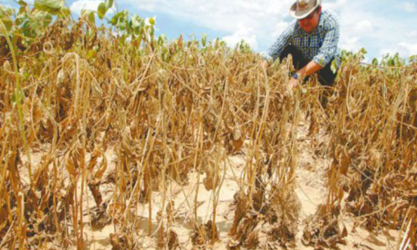 Reiteran preocupación ante condiciones climáticas que afectarían rendimiento de cosechas