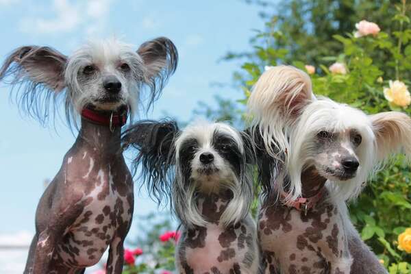 Así es el perro Crestado Chino: pequeño, con poco pelo y de aspecto exótico - Mascotas - ABC Color
