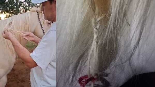 Caballo apareció con el pelo trenzado y culpan al Pombero