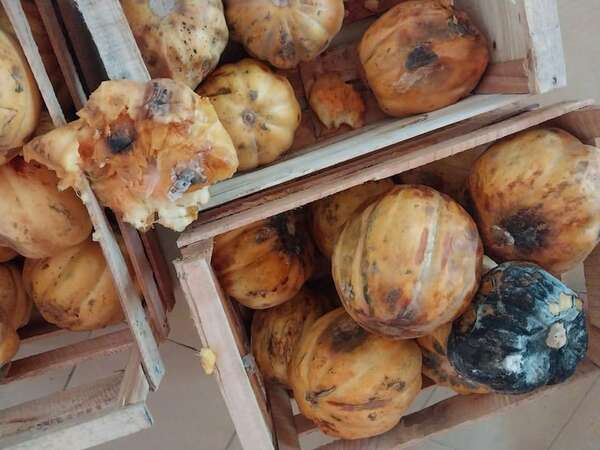 Hambre Cero: Culpan al calor la descomposición de frutas y verduras en Fuerte Olimpo - Noticias del Chaco - ABC Color