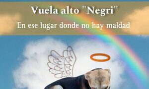 ¡Crueldad! Ladrón mató a golpes a un perro para robar en un refugio animalero