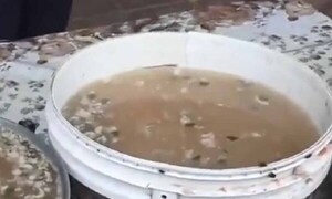 Tras escándalo por kure caldo, Ejecutivo instruye “más control” a proveedoras de Hambre Cero – Prensa 5