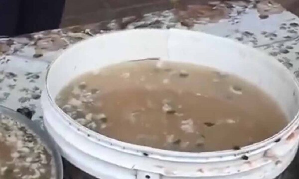 Tras escándalo por kure caldo, Ejecutivo instruye “más control” a proveedoras de Hambre Cero – Prensa 5