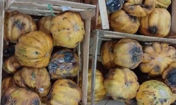 Distribuidora cambia frutas descompuestas de escuela del Alto Chaco – Prensa 5