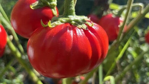 Científicos descubren genes que permiten cultivar tomates y berenjenas más grandes