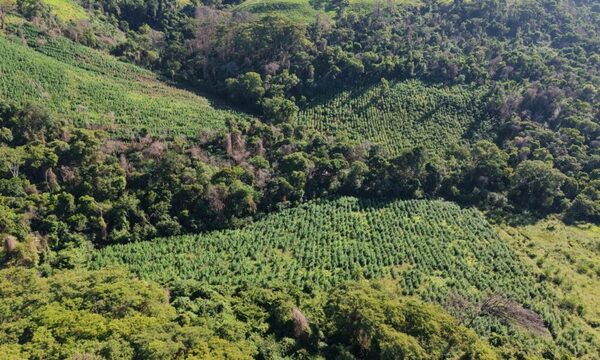 Incursiones en Amambay lograron anular 45 toneladas de presunta marihuana