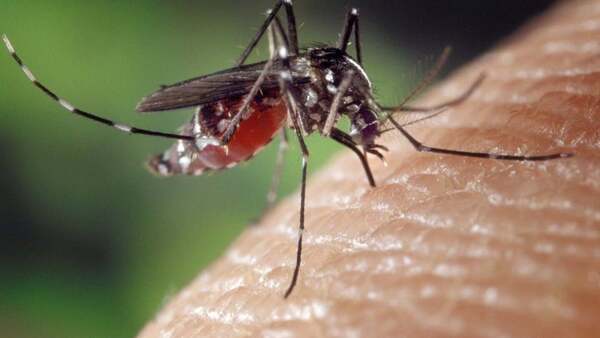 Aumento de casos de leishmaniasis en Paraguay: alertan sobre prevención y diagnóstico oportuno