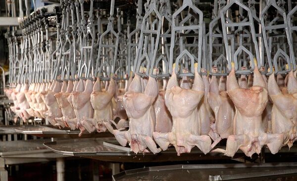 Los envíos de carne aviar crecen hasta febrero mientras se espera la apertura de Taiwán