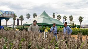Nuseed destacó sorgos graniferos y sileros en Agroshow