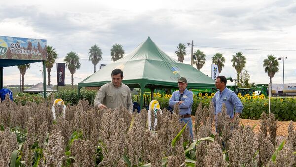 Nuseed destacó sorgos graniferos y sileros en Agroshow