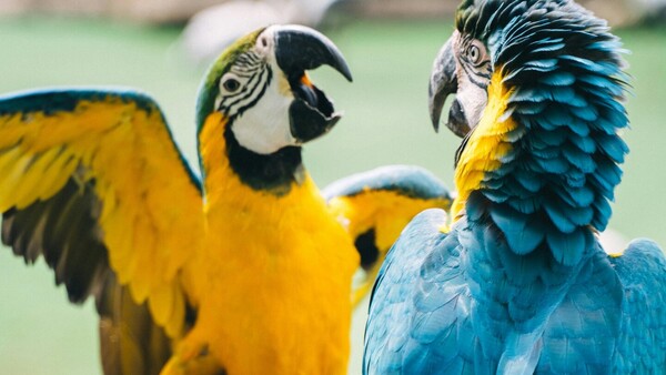 Guacamayos en Paraguay: La importancia de no alimentarlos y solo disfrutar de observarlos